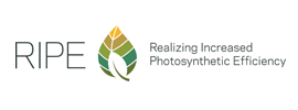 Realizing Increased Photosynthetic Efficiency (RIPE)