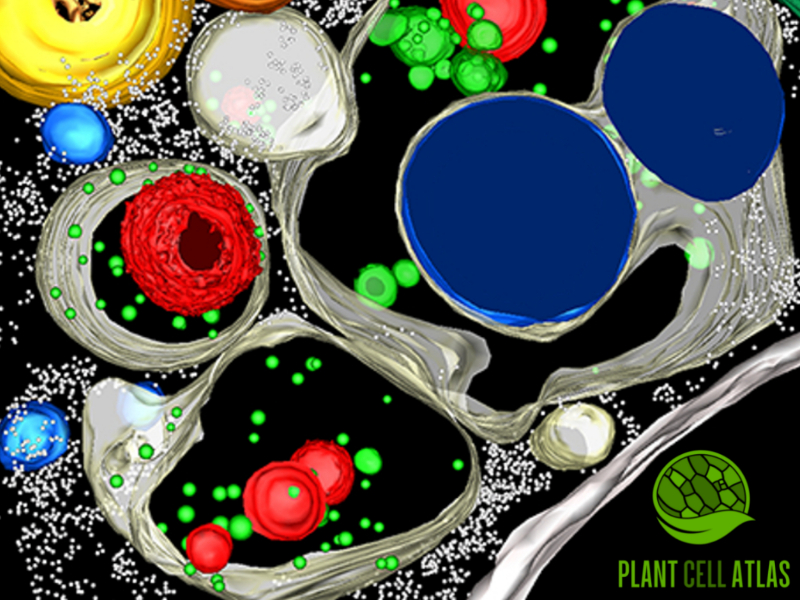 plant biology wallpaper
