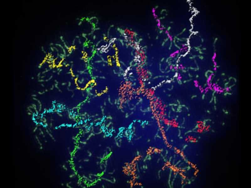 Grc 2022 Schedule 2022 Meiosis Conference Grc