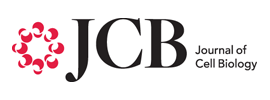 Rockefeller University Press - Journal of Cell Biology (JCB)